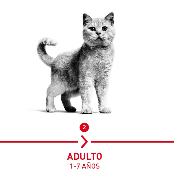 Gato Adulto: 1 - 7 años