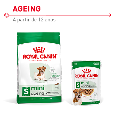 Pienso para perros  senior 12+ de razas pequeñas. Royal Canin Mini Ageing 12+