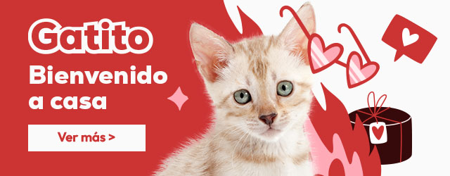 Tienda del gatito: Todo lo que necesitas para darle la bienvenida