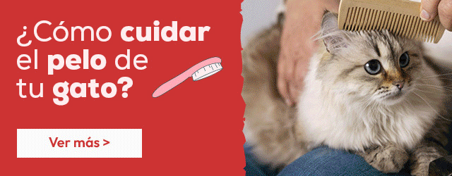 Salud y cuidados de los gatos