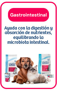 Nath Gastroenteric: Ayuda con la digestión y absorción de nutrientes, equilibrando la microbiota intestinal. 