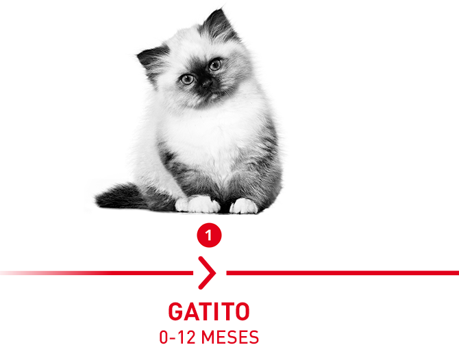 Gatito: 0 - 12 meses