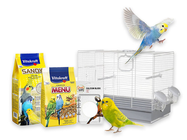 Kit de iniciación periquito