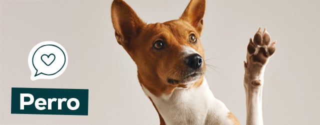 Salud para perro