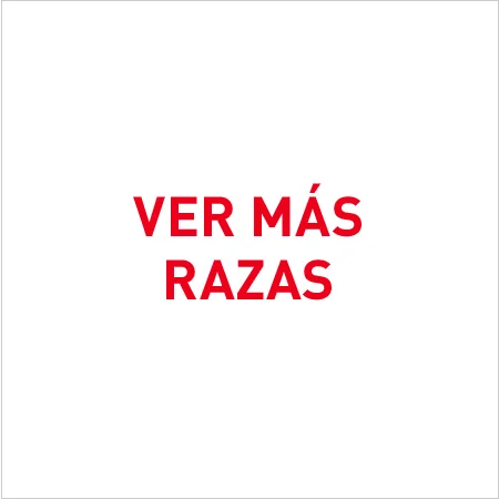 Encuentra la nutrición especializada para las diferentes razas de gato.