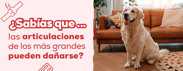 Cuida sus articulaciones