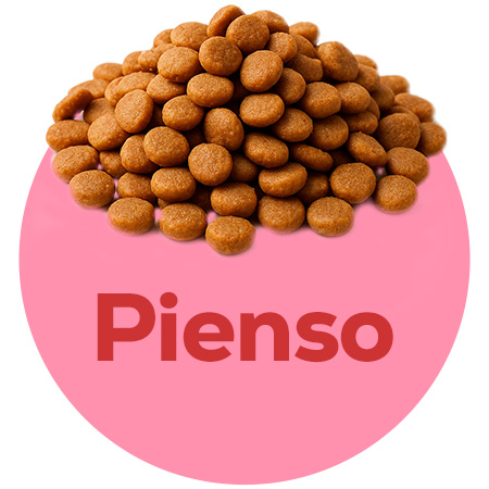 Pienso espcífico para gatitos