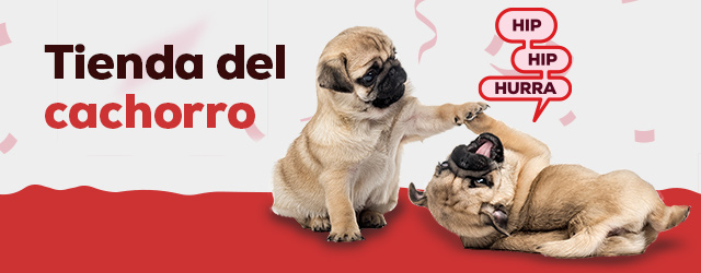 Cachorro: Todo lo que necesitas para darle la bienvenida