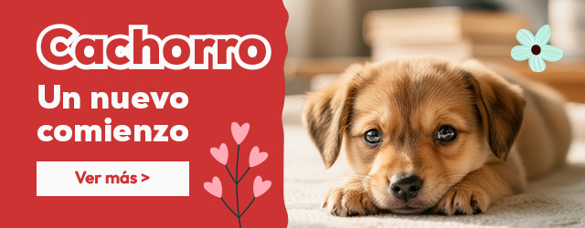 Tienda del cachorro: Todo lo que necesitas para darle la bienvenida