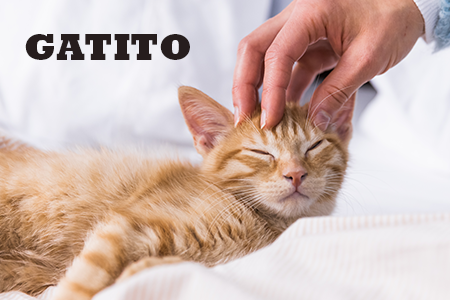 Alimentación natural para gatitos