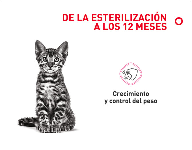 Gatitos esterilizados hasta los doce meses de edad