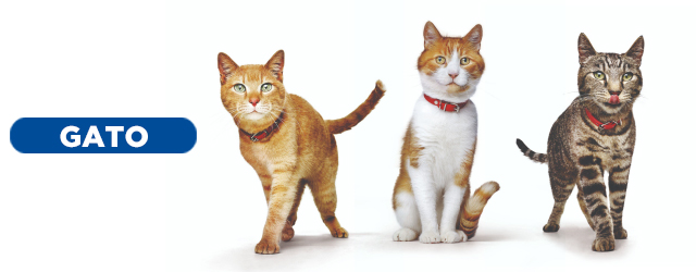 Alimento para gato Hill's