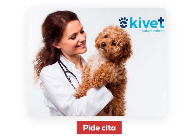 Clínicas Kivet. Encuentra la clínica más cercana y pide cita para una primera revisión