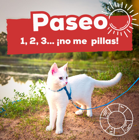 Ofertas de productos de paseo