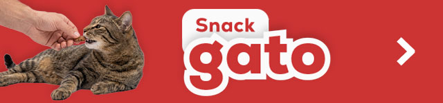 Gatos
