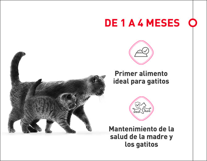 Alimento de uno a los cuatro meses