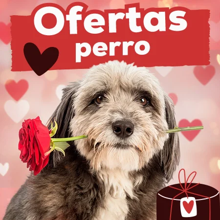 Ofertas para perro