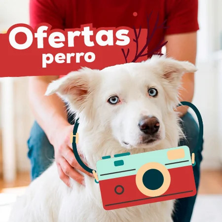 Ofertas para perro