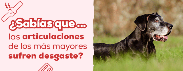 Cuida sus articulaciones