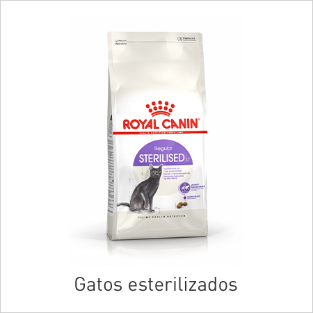 Gato esterilizado