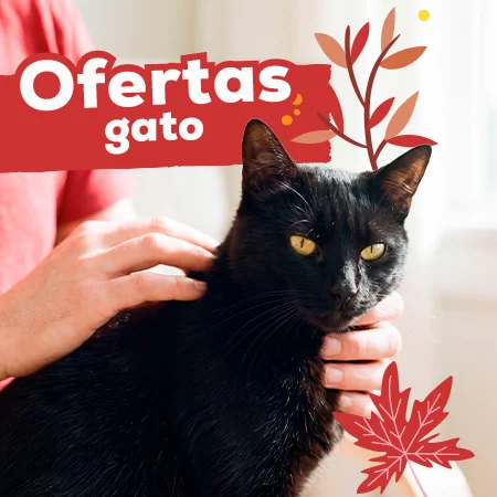 Ofertas para gato