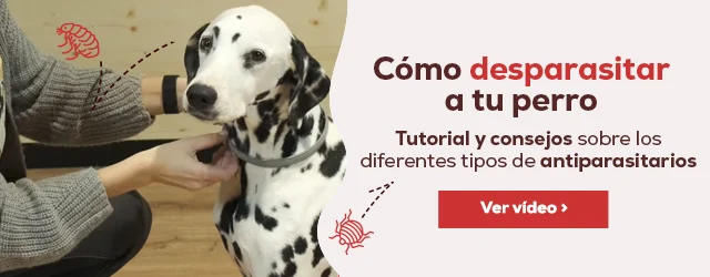 Como desparasitar a tu perro