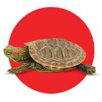 Especial Reptil