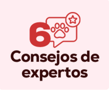 Consejos de nuestros expertos para la llegada y cuidados del cachorro. Post del blog