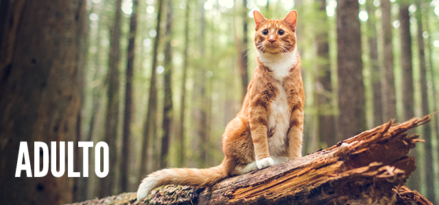 Etapas de vida: gato adulto.