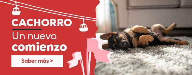 Tienda del cachorro: Todo lo que necesitas para darle la bienvenida