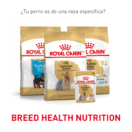 Gama Breed Health Nutrition