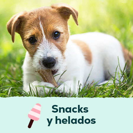 Snacks y helados para perros y gatos