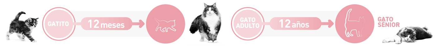 De gatito a gato adulto a gato senior