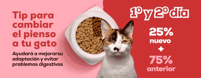 Post Blog Cómo cambiar pienso a tu gato