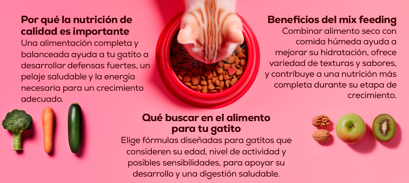 Resumen con los principales puntos de la importancia de darle una buena alimentación a tu gatito desde el primer día