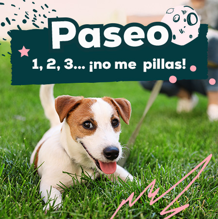 Ofertas de productos de paseo