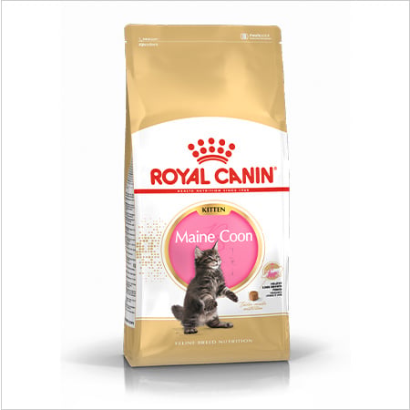 Royal Canin Kitten Maine Coon pienso