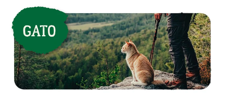 True Origins Wild gato