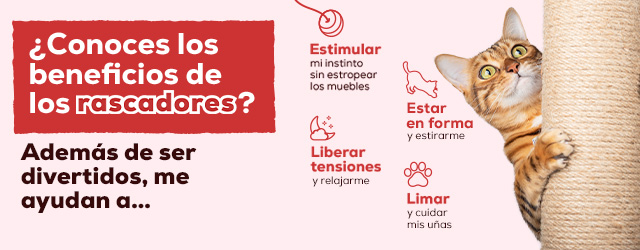 Post Blog Beneficios rascadores para gatos