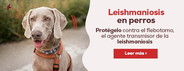 Leishmaniosis en perro y el flebotomo