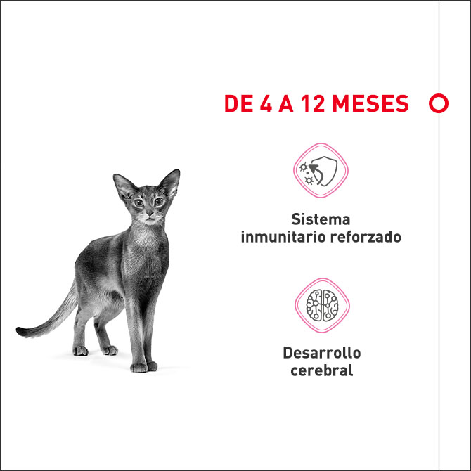 Alimento de los cuatro a los doce meses
