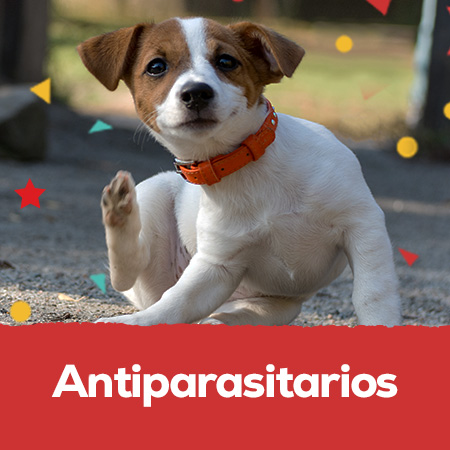 Antiparasitarios: Protege a tu mascota de las pulgas, garrapatas y del flébotomo (mosquito transmisor de la leishmaniosis)
