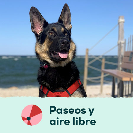 Accesorios de paseo para perros