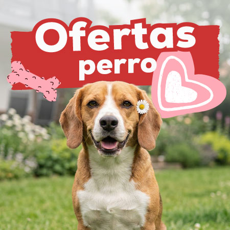 Ofertas para perro