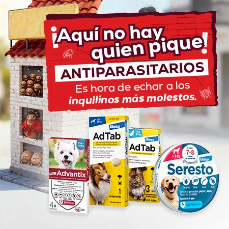 Antiparasitarios: Es hora de protegerlos de las pulgas, garrapatas, flébotomos...