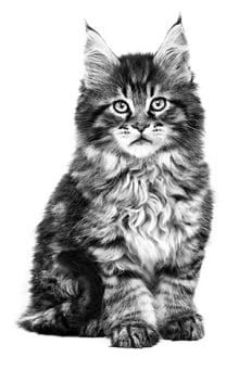 Cuánta comida darle a mi gato