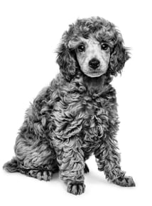 Guía de alimentación para cachorro