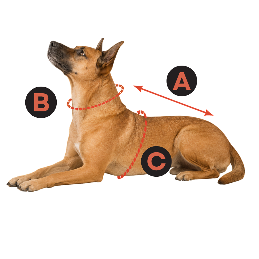 Guía de tallas para perros