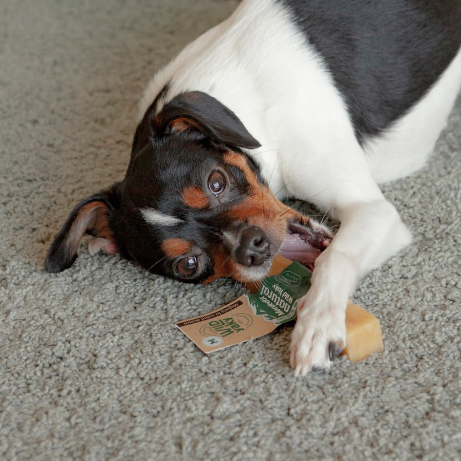 los huesos de yak son seguros para un beagle