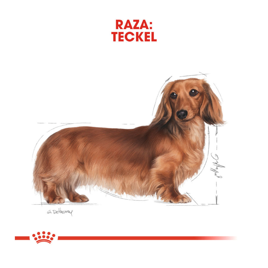 Royal Canin Sobre Paté para Teckel, , large image number null